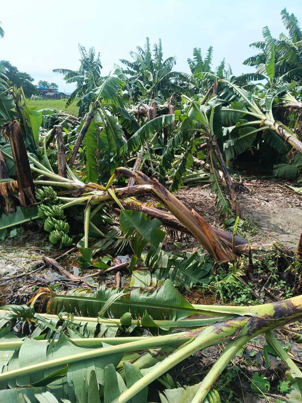 आंधी-बारिश ने किसानों की तोड़ी कमर