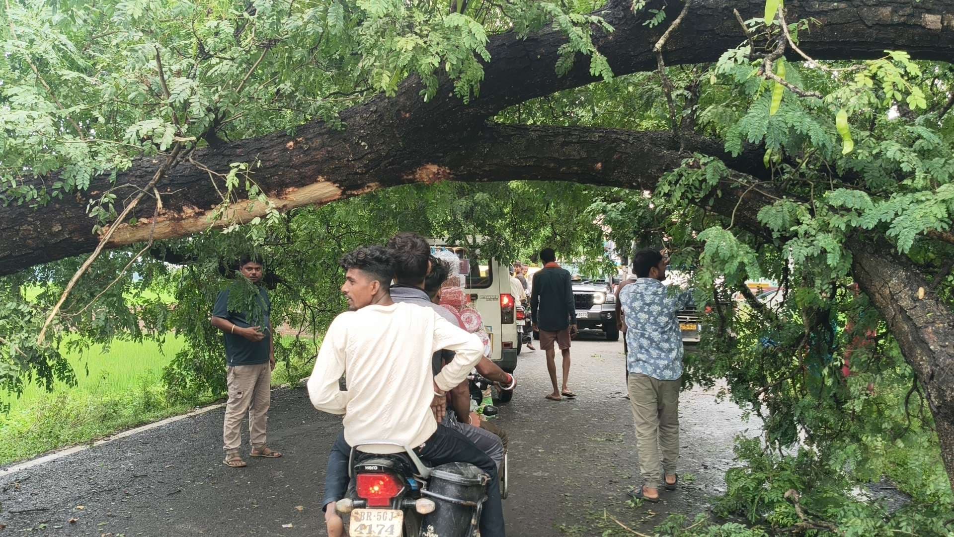 बीच सड़क पर गिरा विशाल पेड़, घंटों आवागमन रहा बाधित