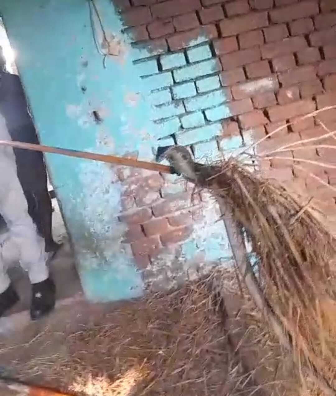 कमरे में पुआल के बीच से छह फीट लंबा काला कोबरा पकड़ा