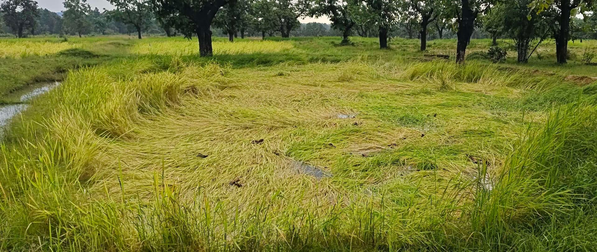 Seraikela Kharsawan News : सरायकेला-खरसावां में बारिश से धान व सब्जी की खेती प्रभावित, किसान चिंतित