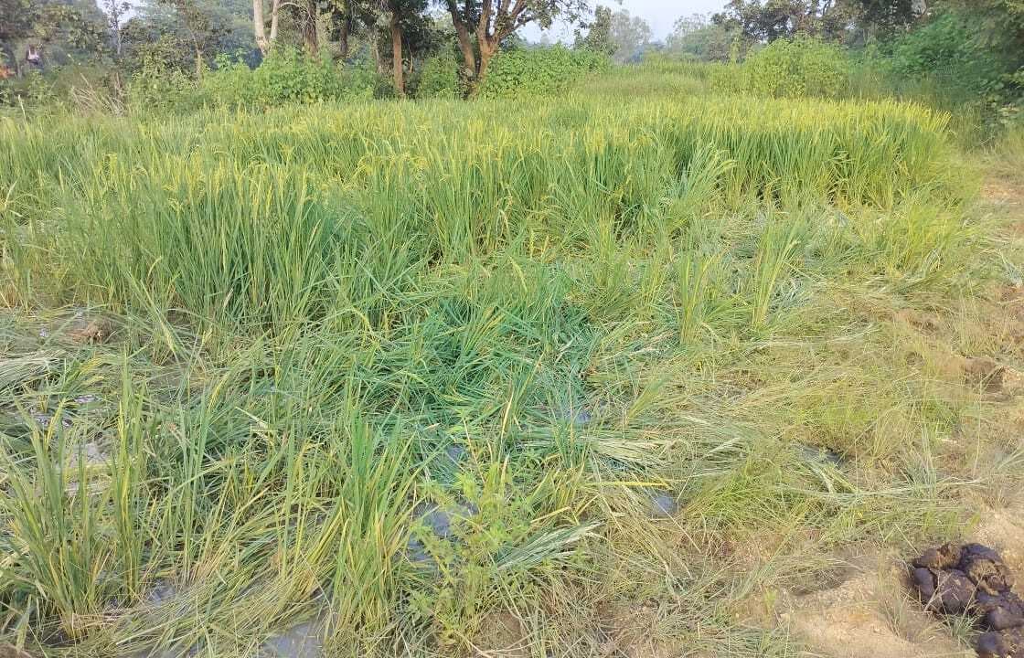 Seraikela Kharsawan News : मुनीडीह में जंगली हाथियों का उत्पात से किसानों के धान की फसल बर्बाद