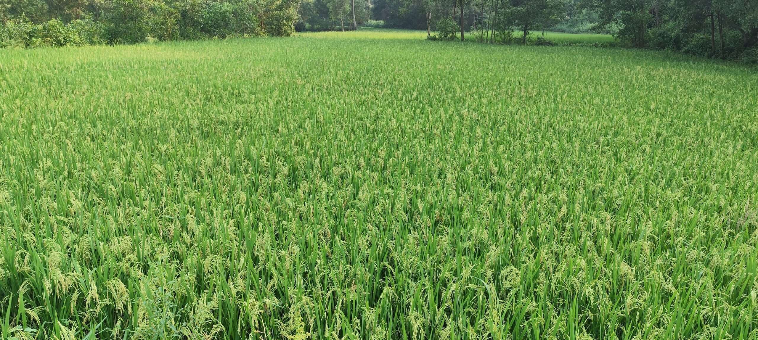 East Singhbhum News : धान में निकल रही बाली, बारिश से दाना होगा खराब