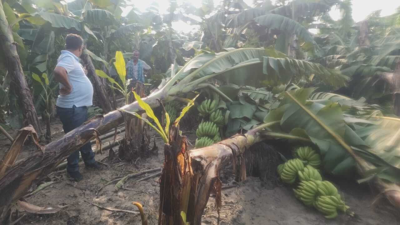 भारी बारिश से केले की फसल को हुआ नुकसान