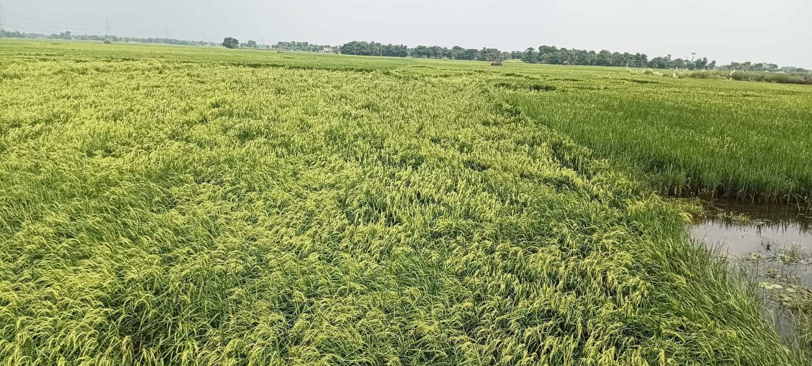 आंधी व बारिश से धान की फसल को नुकसान, किसानों के चेहरे पर छाई मायूसी