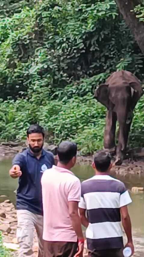 Chaibasa News : इलाज के बाद हाथी की स्थिति में सुधार