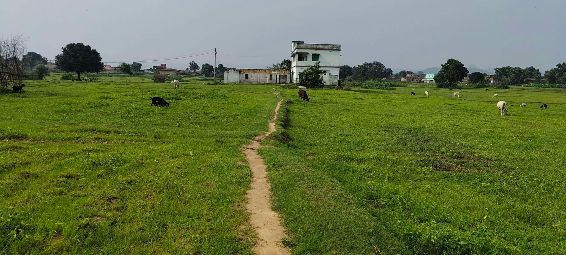Giridih News: पगडंडी से होकर विद्यालय जाते है बच्चे, बारिश में बढ़ जाती है परेशानी