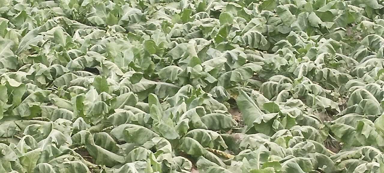 Motihari: गोभी फसल की बर्बादी को देखकर बदहवास हो रहे किसान