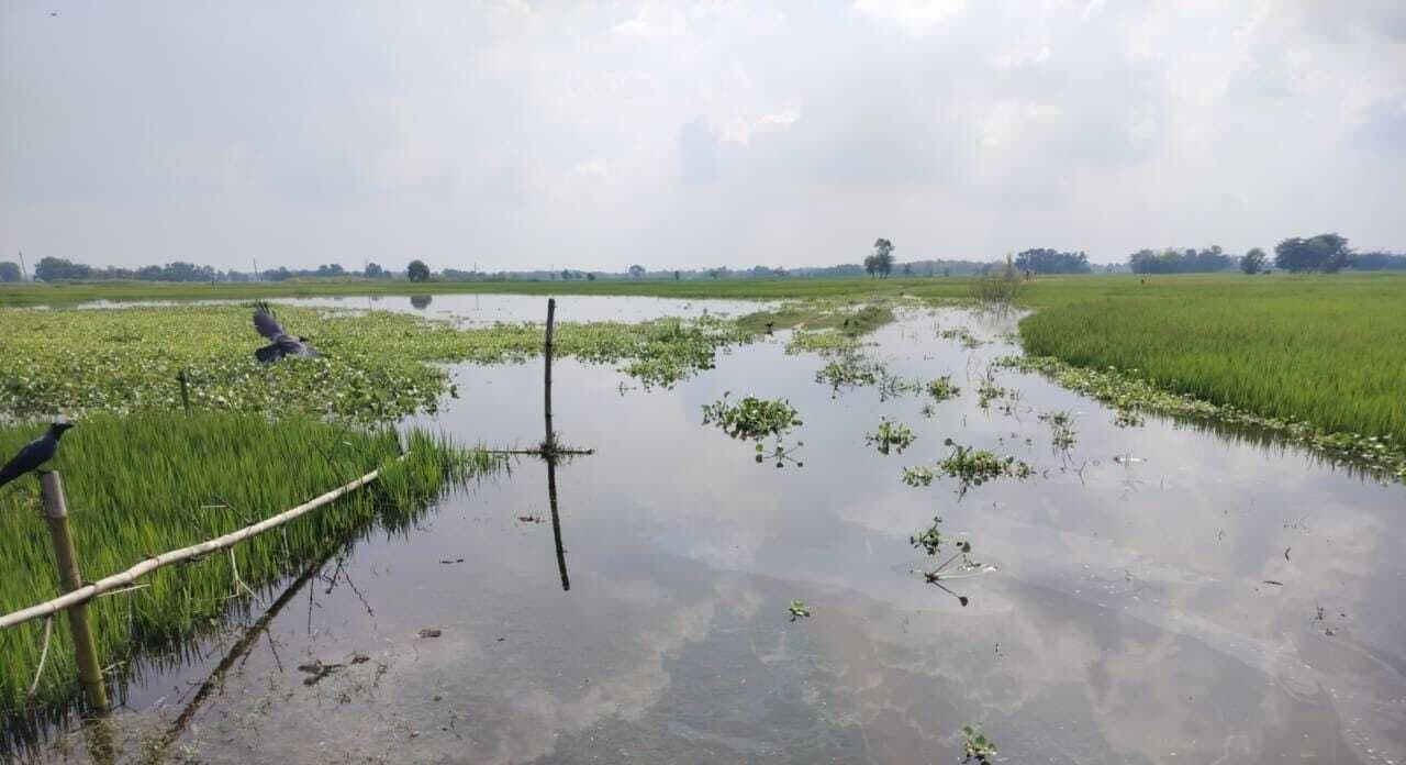 अब सड़ने लगी है धान, मक्का व सब्जी की फसलें