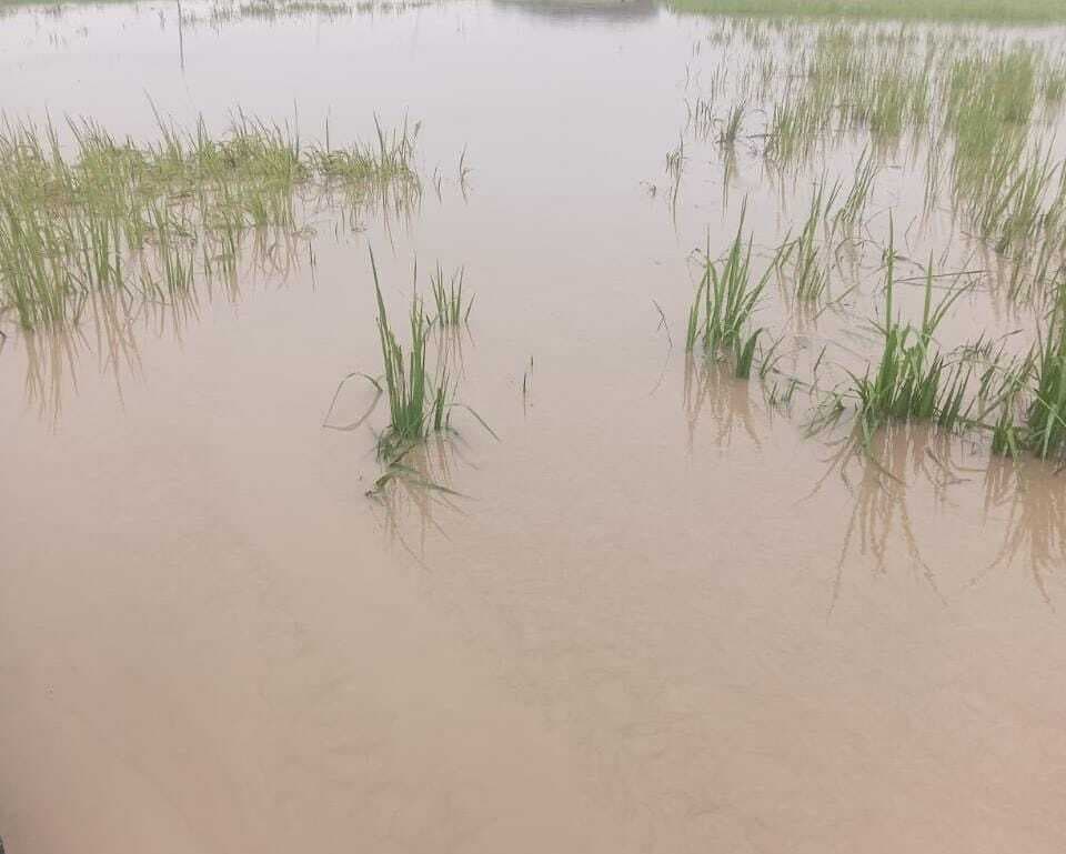 डीएम से बाढ़ में बर्बाद धान की फसल की क्षतिपूर्ति देने की मांग