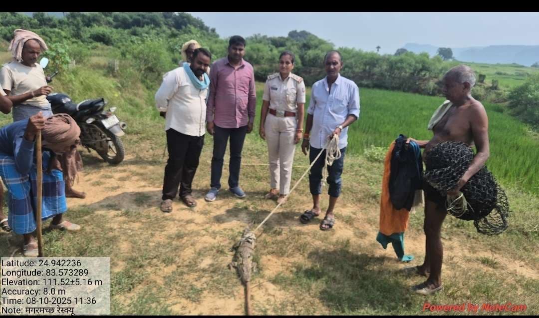 बभनी सिवाना के तालाब से वन विभाग ने पकड़ा मगरमच्छ