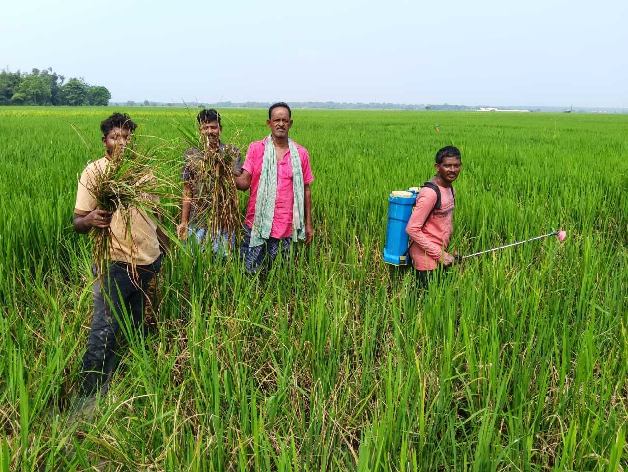 East Singhbhum News : अत्यधिक नमी से धान में लग रहा फंफूद रोग, किसान चिंतित