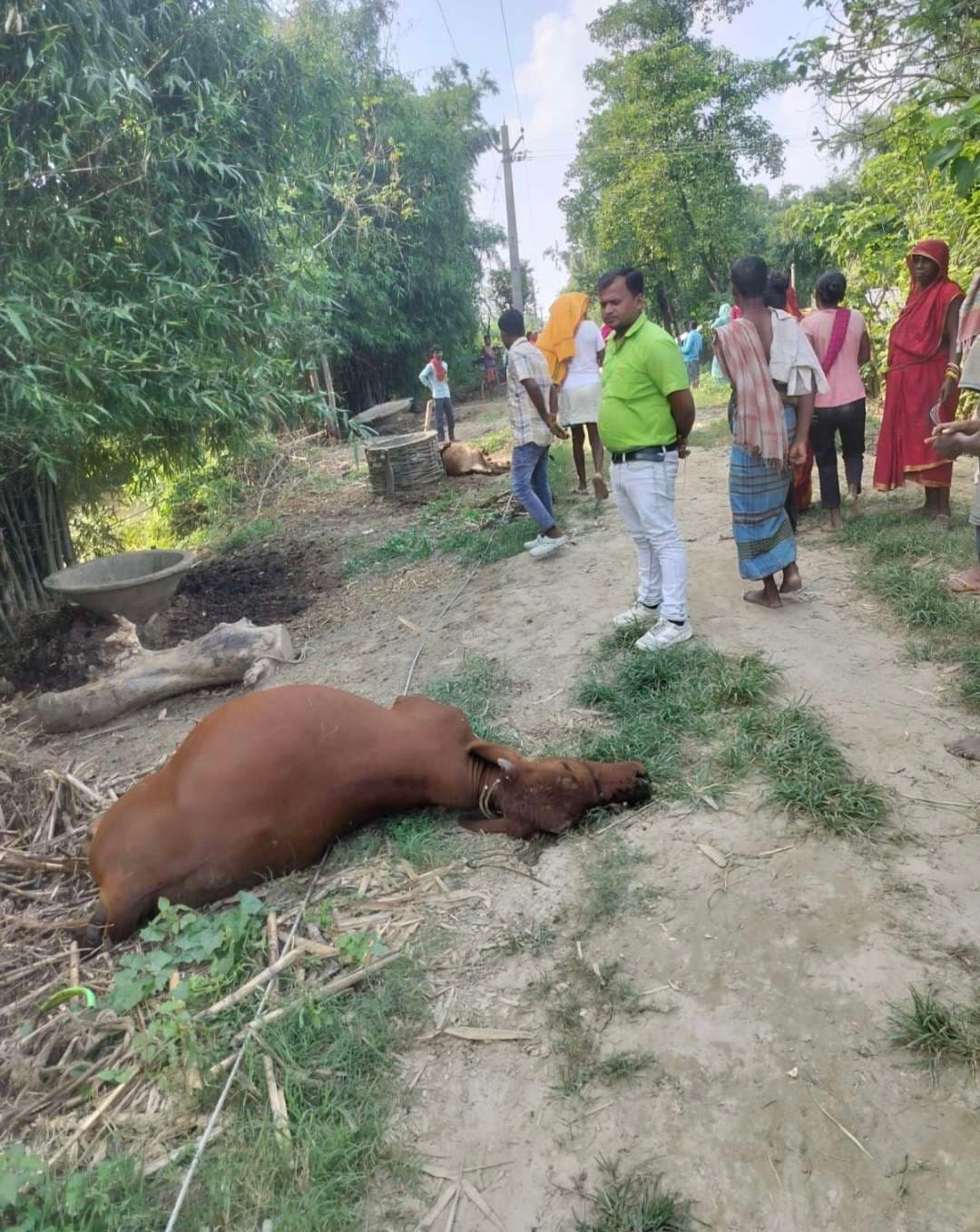 हाई वोल्टेज वायर की चपेट में आने से तीन मवेशियों की मौत