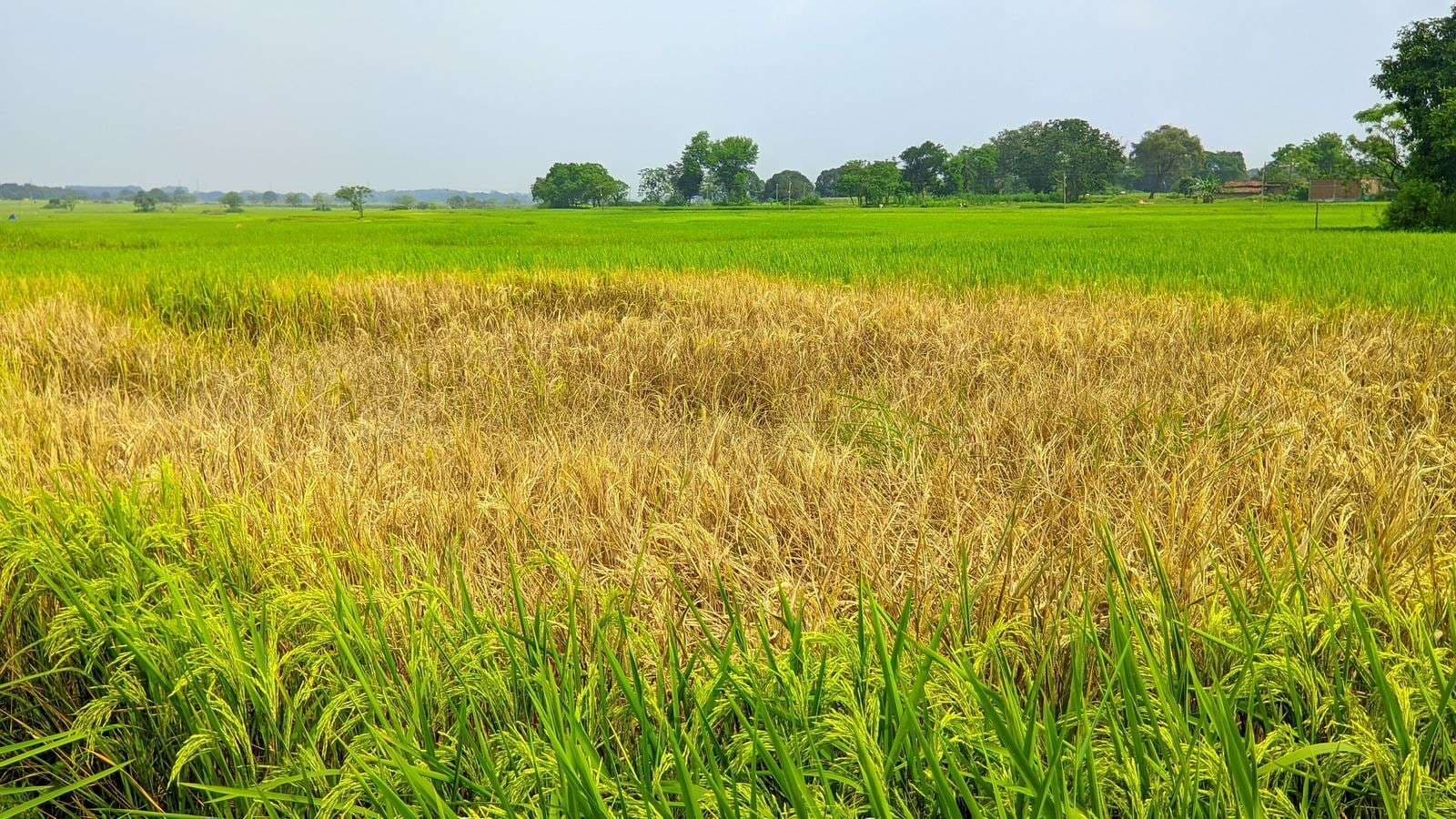 धान की फसल को कीटाणु कर रहे नष्ट, किसान परेशान