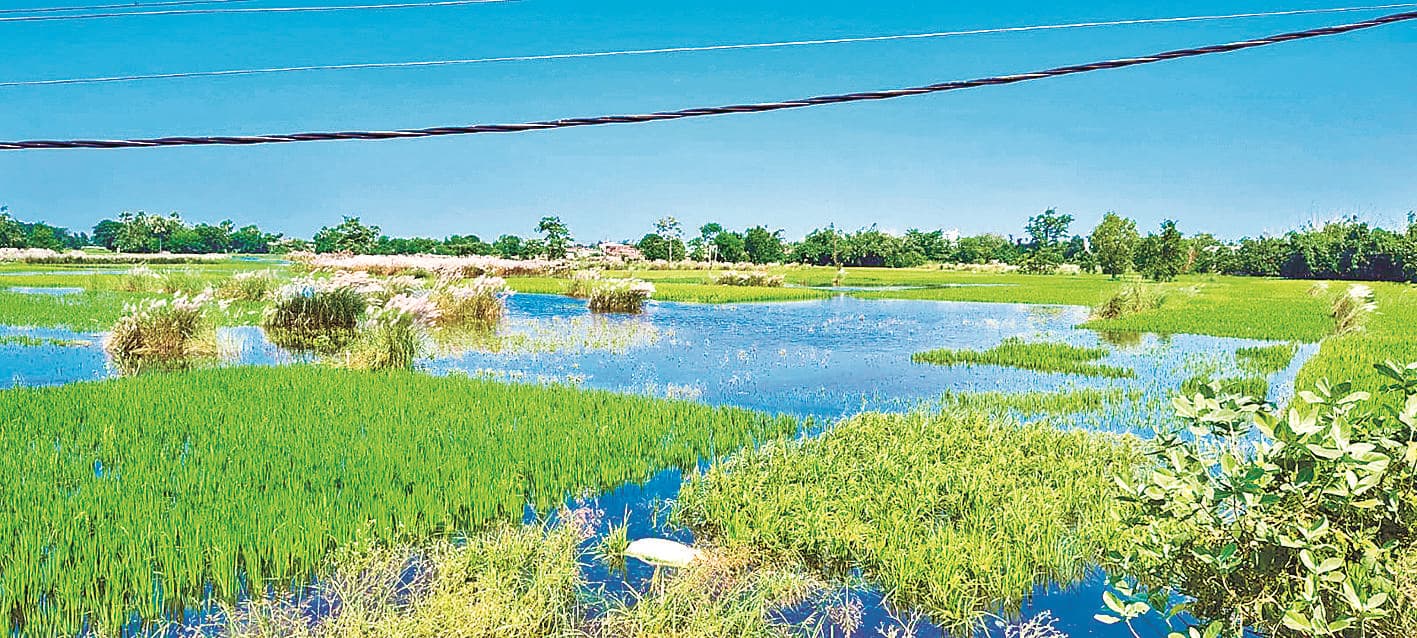 Gopalganj News : कुचायकोट में बारिश व यूपी से आने वाले पानी से तबाही बरकरार, धान की फसल डूबी