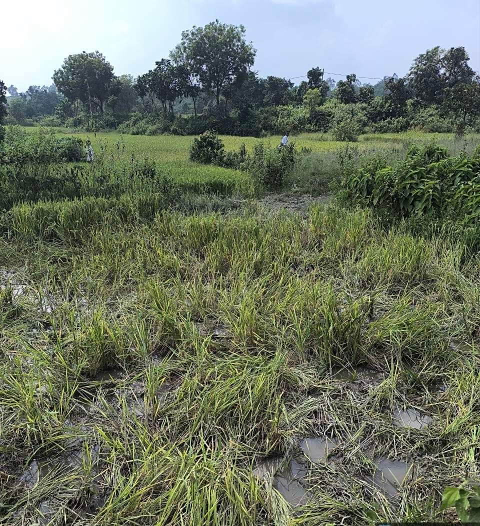 Seraikela Kharsawan News : सिरुम- छातारडीह में हाथियों के झुंड ने 4 एकड़ में फसल रौंदी