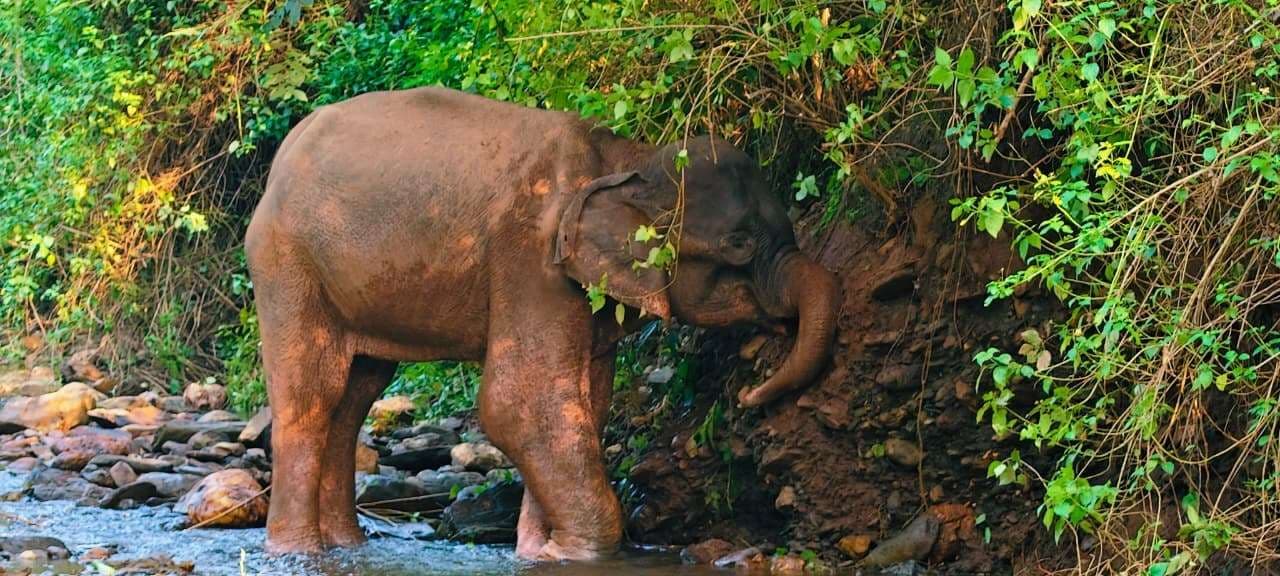 Chaibasa News : मचान से हथिनी की निगरानी की जा रही, आज से शुरू होगा समुचित इलाज