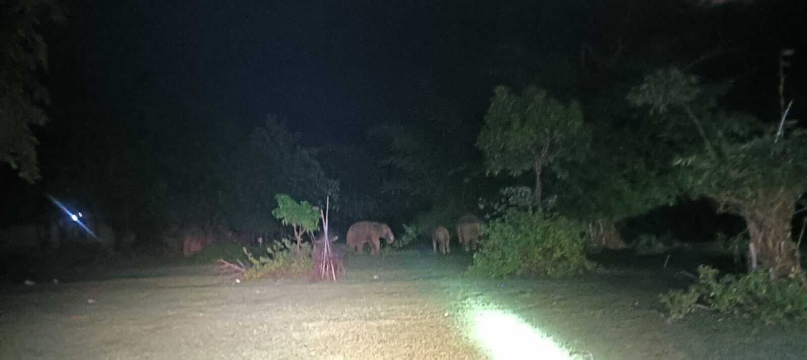 सरिया प्रखंड क्षेत्र के पश्चिमी छोर पर घुठिया पैसरा के जंगल में 26 हाथियों के झुंड ने अपना डेरा डाला है. किसानों और ग्रामीणों में भय का माहौल है.सरिया में 26 हाथियों के झुंड ने दी दस्तक, धान की फसलें रौंदीं