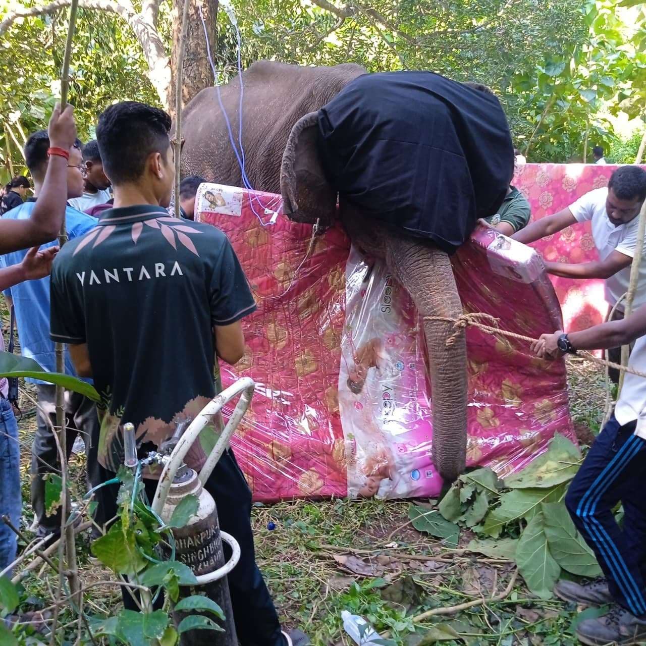 Chaibasa News : हथिनी को ट्रैंकुलाइज कर घाव का ऑपरेशन किया गया