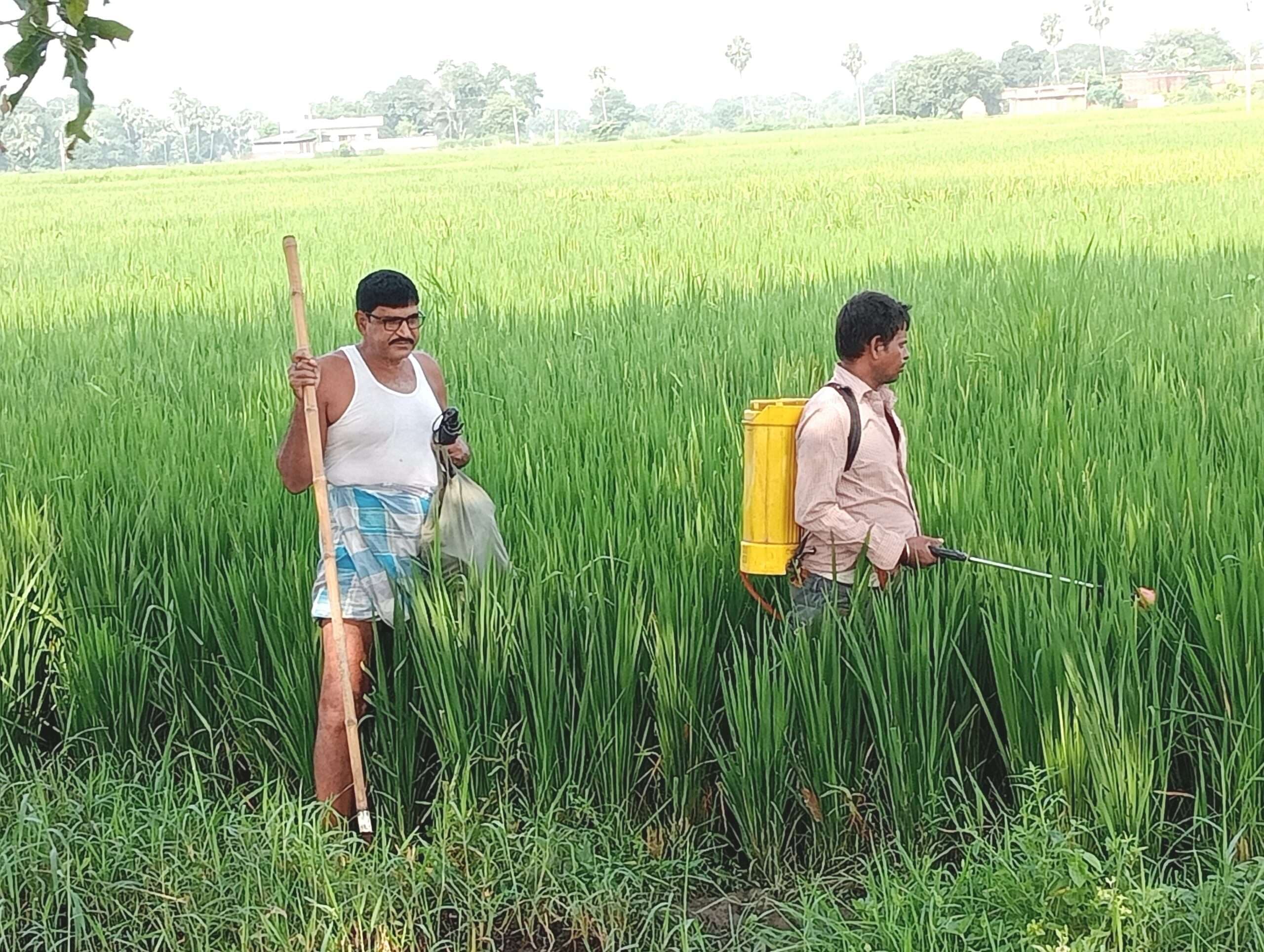 फसलों में लग रहे कीड़े, बचाने में जुटे किसान