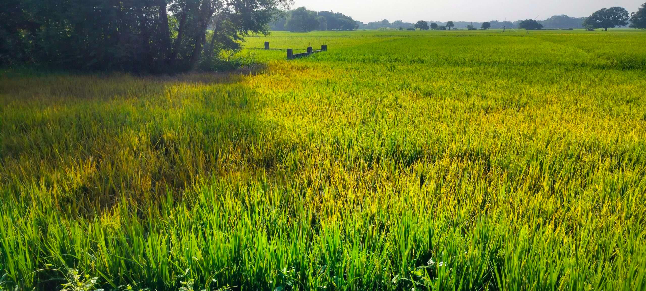 झुलसा रोग से धान की फसल प्रभावित, किसान चिंतित