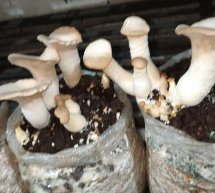 Samastipur News:किंग ओएस्टर व इनोकी मशरूम बढ़ाता है रोग प्रतिरोधी क्षमता : डॉ दयाराम