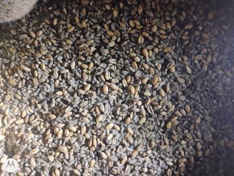 कपेटा गांव में सड़ा हुआ अनाज देख भड़के लाभुक, डीलर ने गोदाम प्रबंधक पर उठाये सवाल