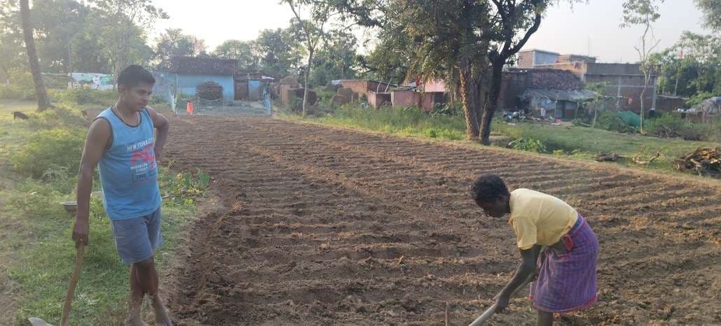 पोड़ैयाहाट में आलू की खेती की तैयारी जोरों पर, खेतों की जुताई पूरी