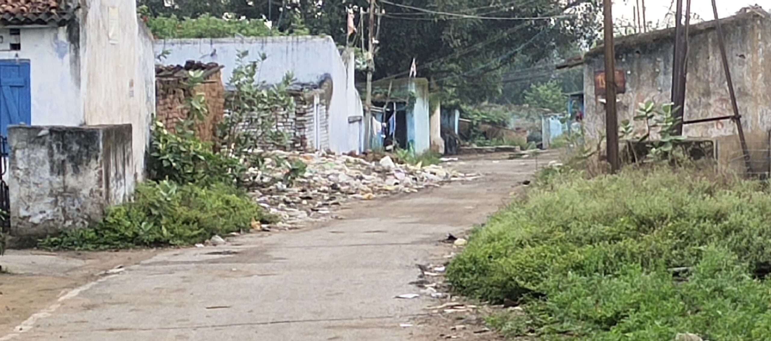 झाड़ियों से जंगल बनी करकट्टा-विश्रामपुर कॉलोनी, सियारों ने बनाया बसेरा