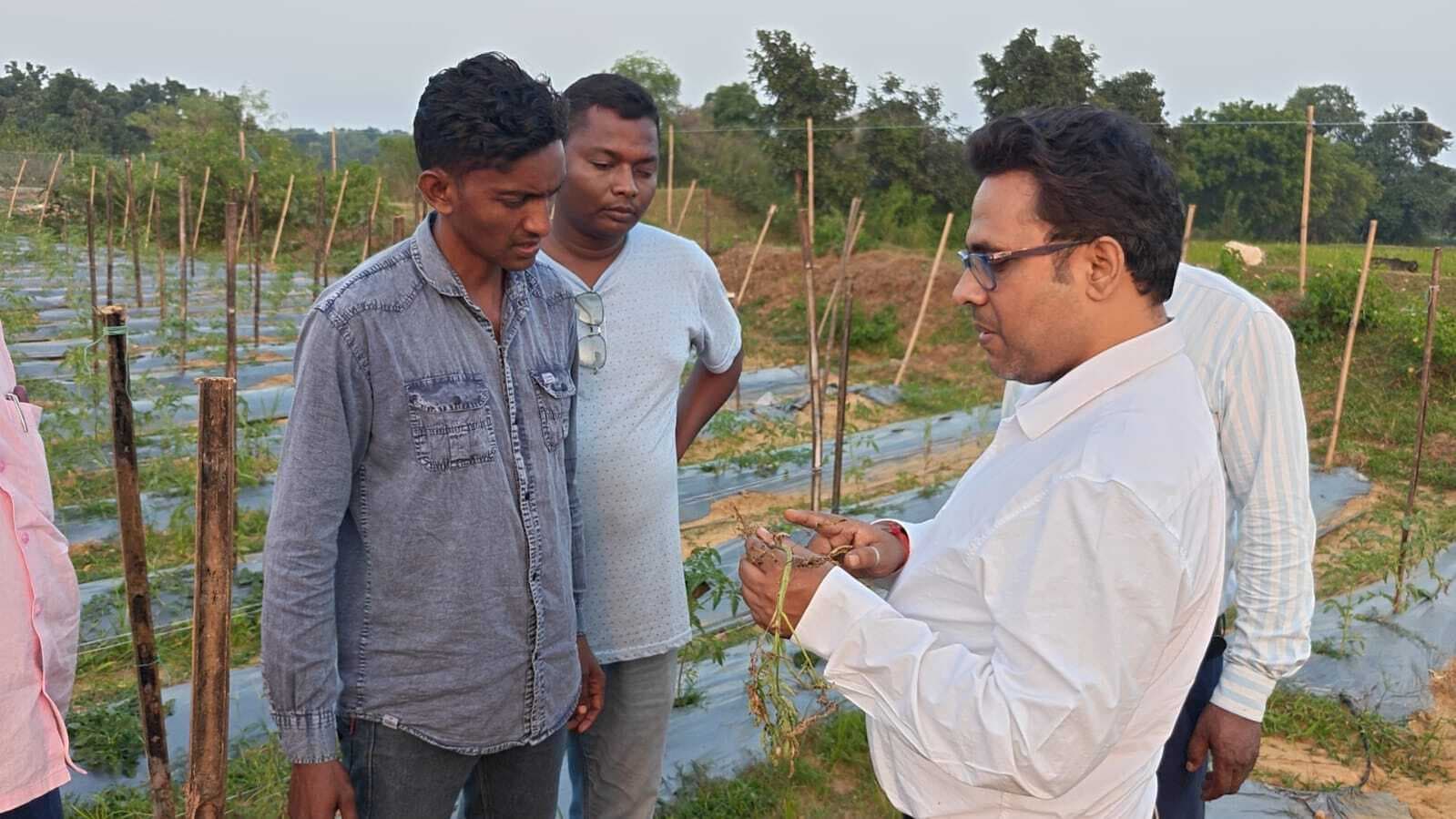 फंगल विल्ट रोग से बचाव की दी गयी जानकारी