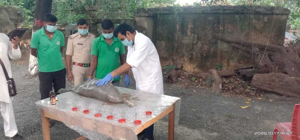 सकरीगली शुक्र बाजार गंगा तट पर मिली मृत डॉल्फिन, डीएफओ ने लिया जायजा