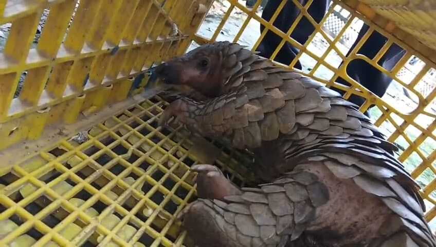 Seraikela Kharsawan News : नीमडीह के खेत में निकला ब्रज कीट, वन विभाग ने दलमा में छोड़ा