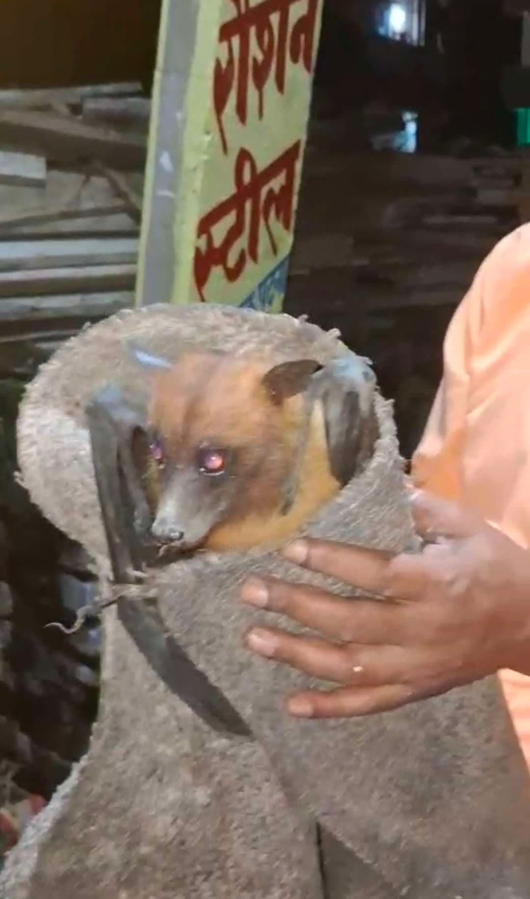 संपतचक में मिला असामान्य चमगादड़, देखने को जुटी भीड़