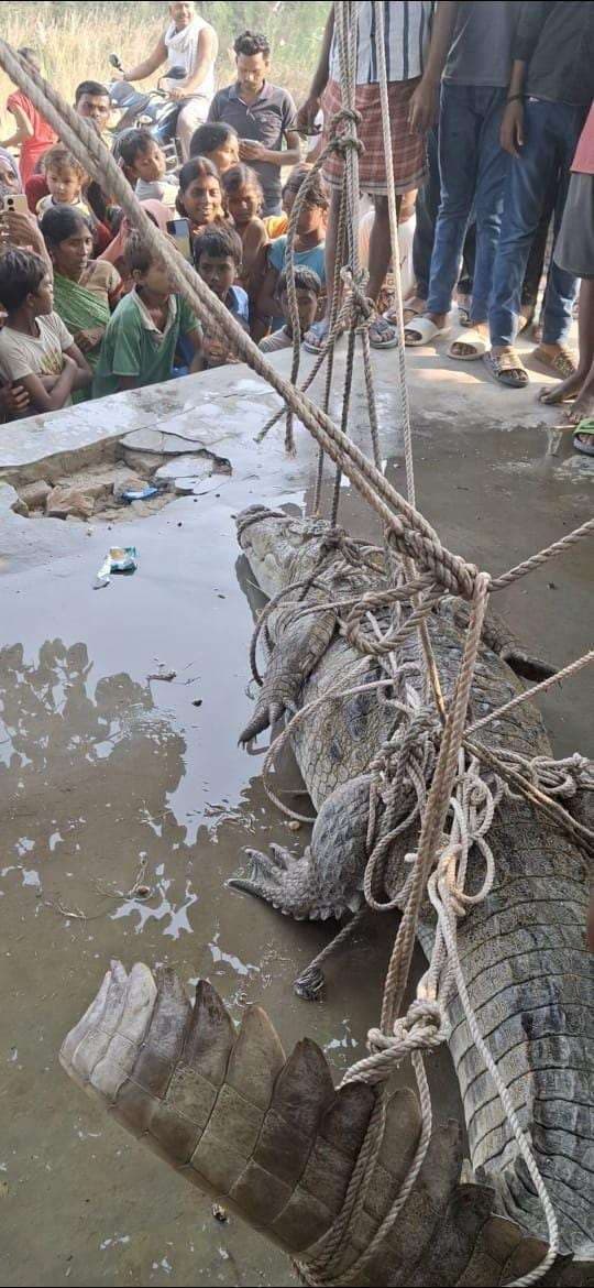 Motihari: वन विभाग की टीम ने तालाब से मगरमच्छ का किया रेस्क्यू