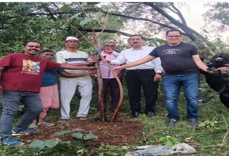 वनस्पति उद्यान में लगाये गये कई औषधीय पौधे