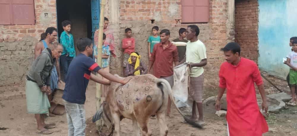 Seraikela Kharsawan News : पशुधन सम्मान और सांस्कृतिक विरासत का प्रतीक है बांदना पर्व