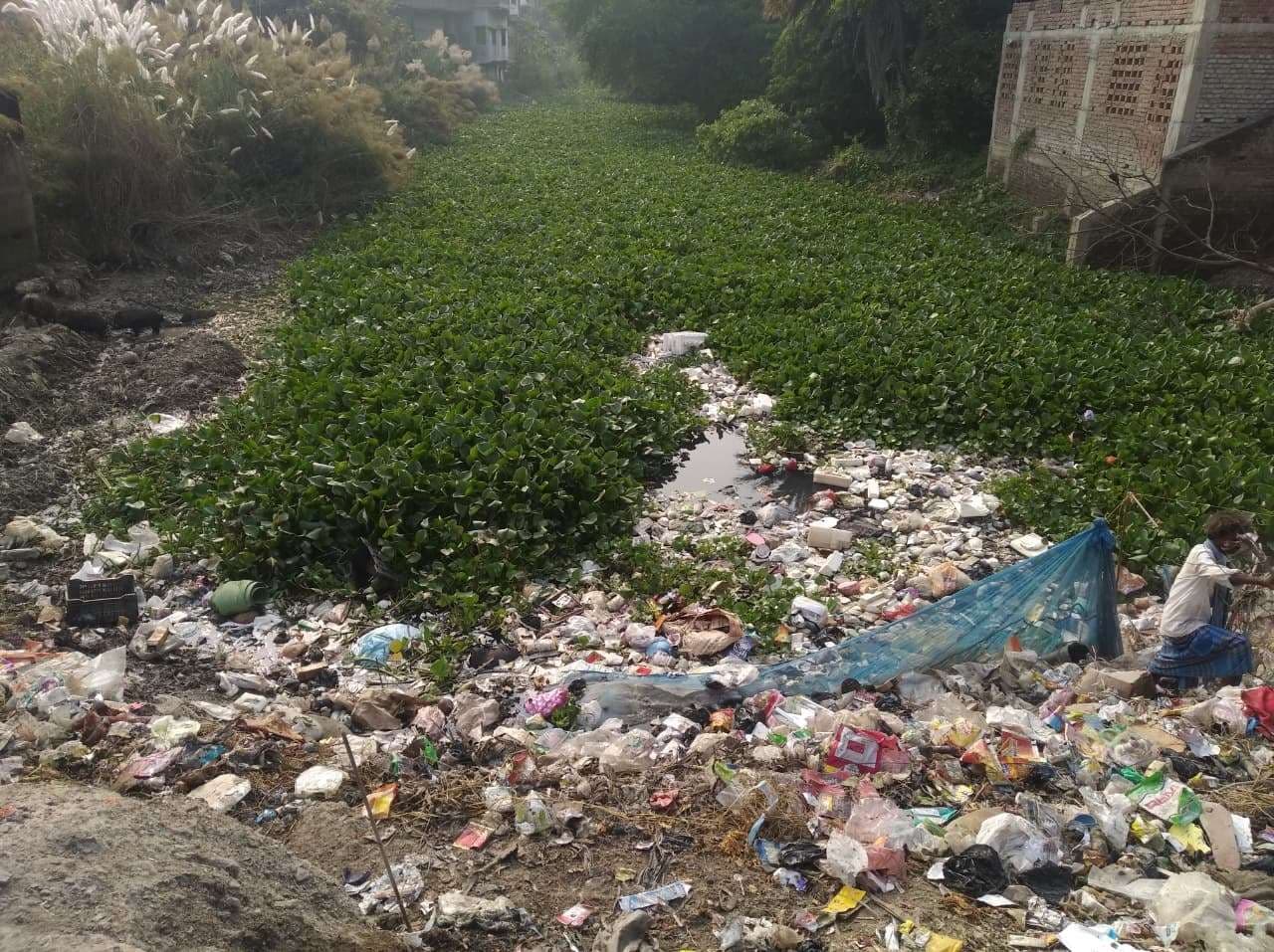 उब्भी नदी में फैली जलकुंभी, छठ घाट सफाई की मांग