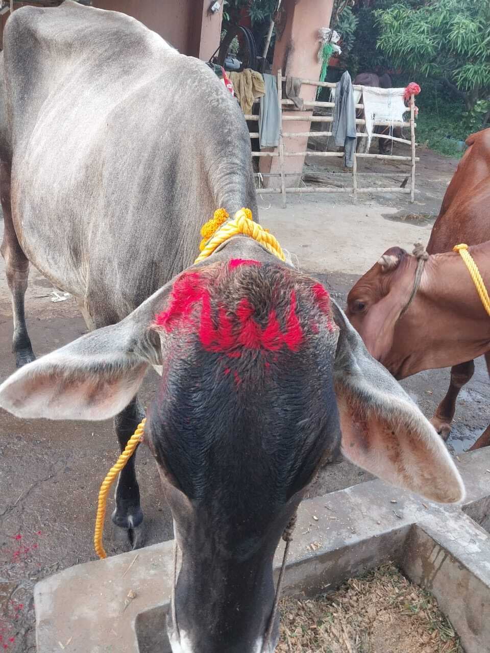 श्रद्धालुओं ने पारंपरिक रीति-रिवाज से की गौ माता की पूजा