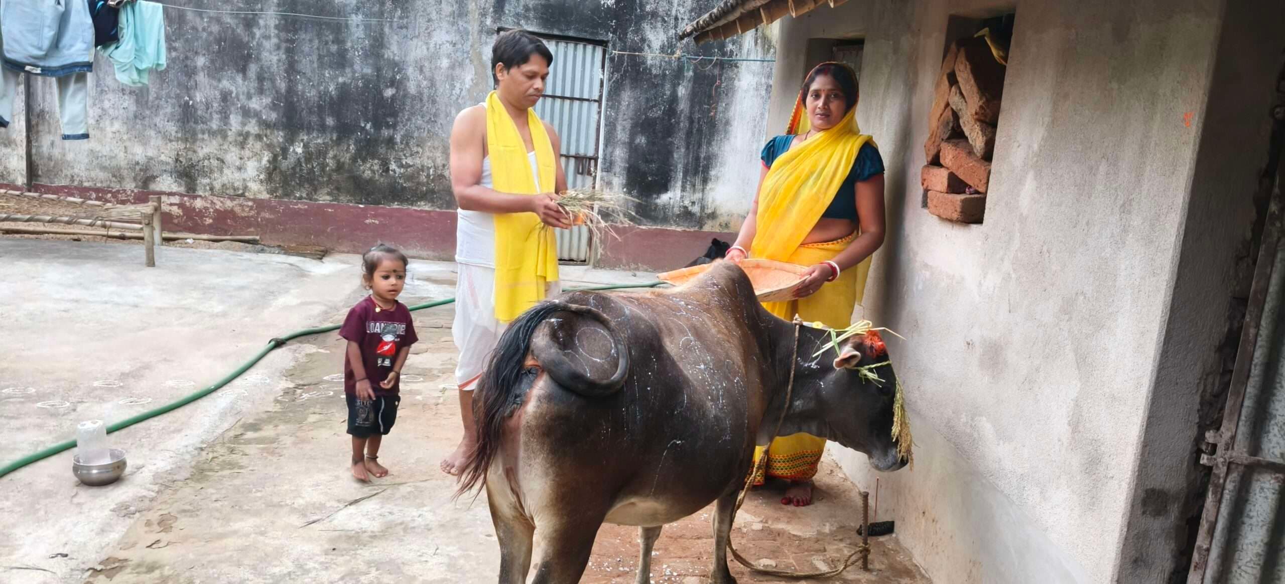 आमलाचातर में पांच दिवसीय सोहराय पर्व का समापन