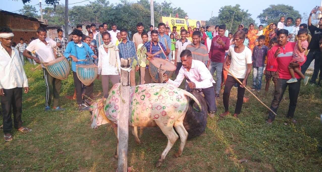 Bokaro News : बगदा में गूंजे सोहराय गीत, बरद खूंटा पर ढोल-मांदर की थाप पर थिरके लोग