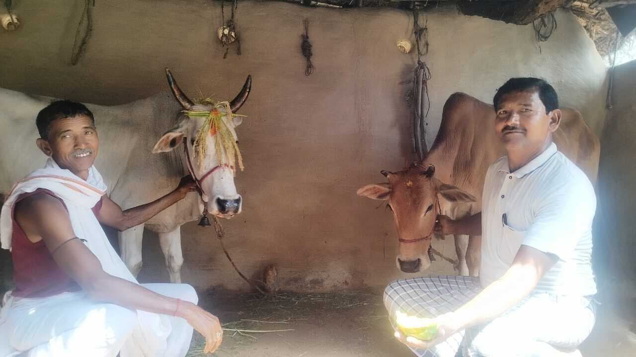 Seraikela Kharsawan News : गौशाला में ग्रामीणों ने पूजा कर पशुधन की आरती उतारी