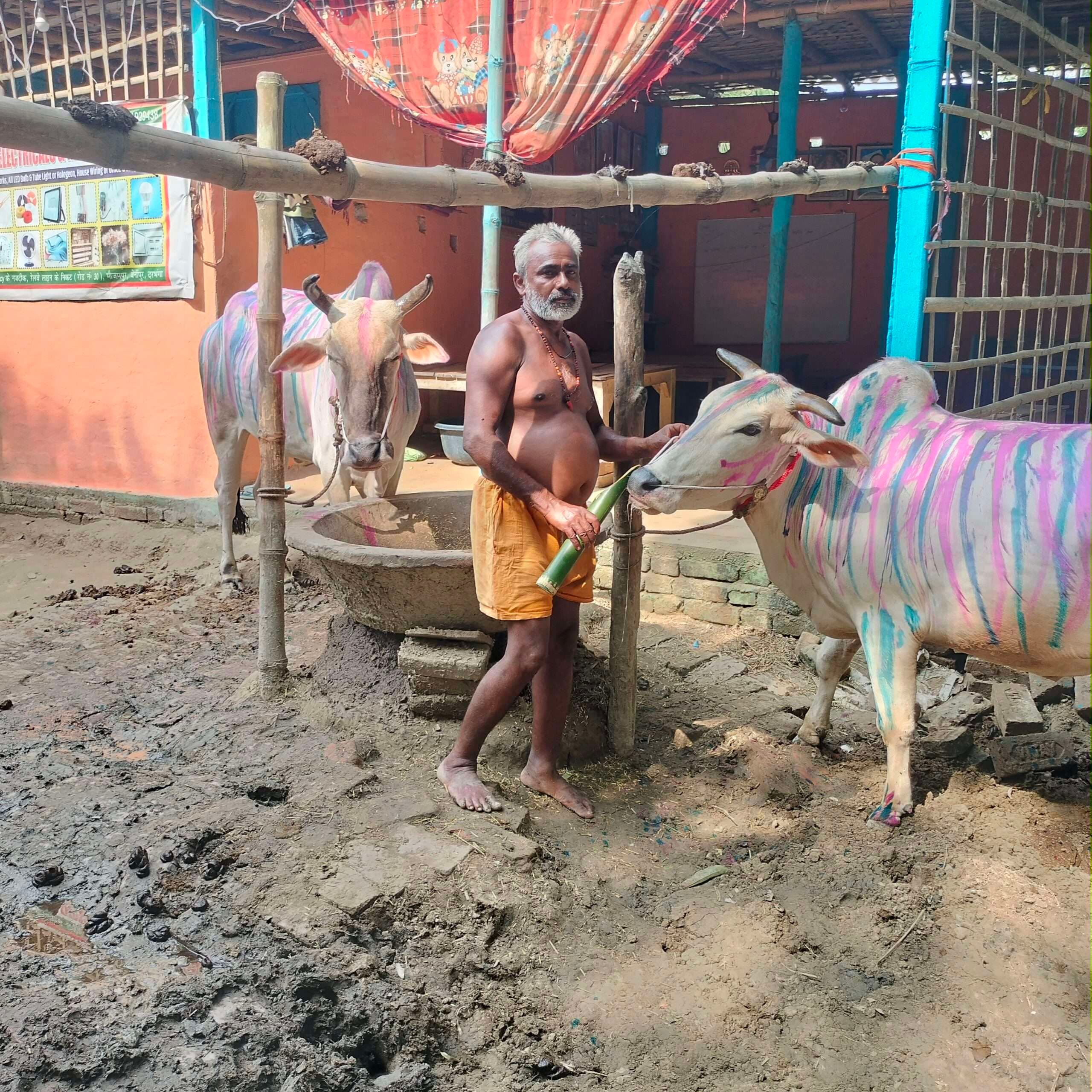 Darbhanga News: मवेशियों ने पहने नये नाथ व गरदाम, सोन्हाउन पीकर हुए मस्त