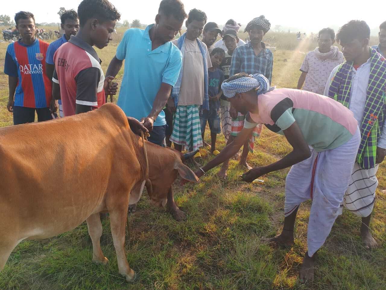 East Singhbhum News : गालूडीह के आदिवासी बहुल गांवों में सोहराय पर्व की धूम