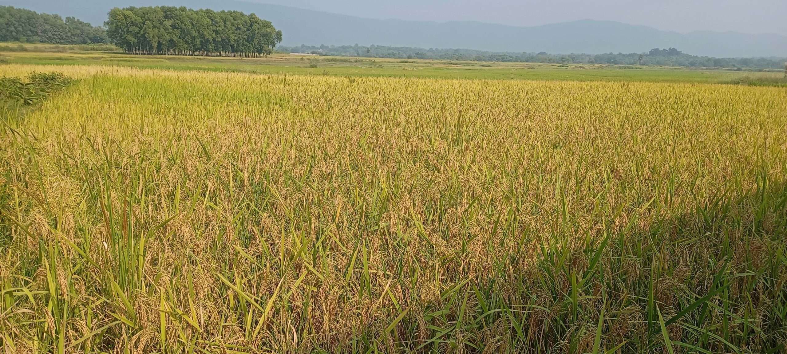 East Singhbhum News : घाटशिला प्रखंड में 9083 हेक्टेयर में धान की बंपर पैदावार