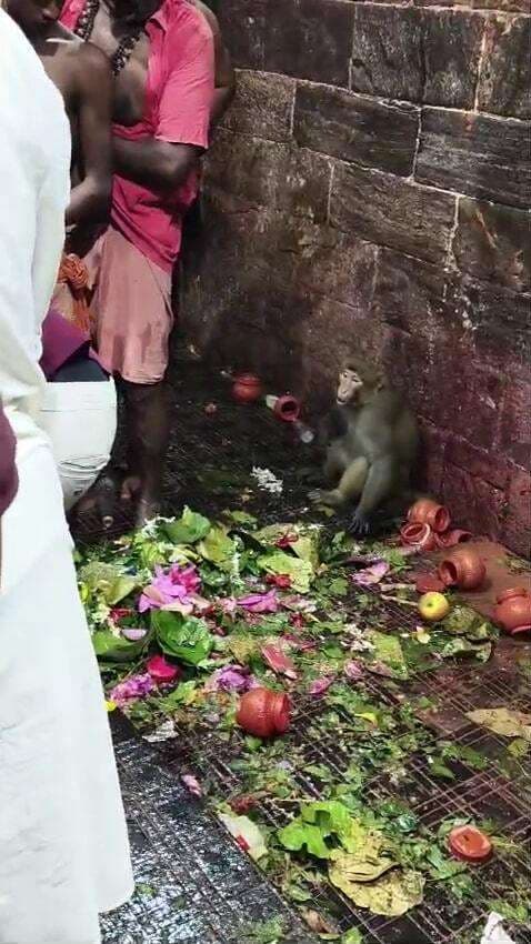 Deoghar News : बाबा मंदिर के गर्भ गृह में घुसा बंदर, छह लोगों को किया घायल, मची अफरातफरी