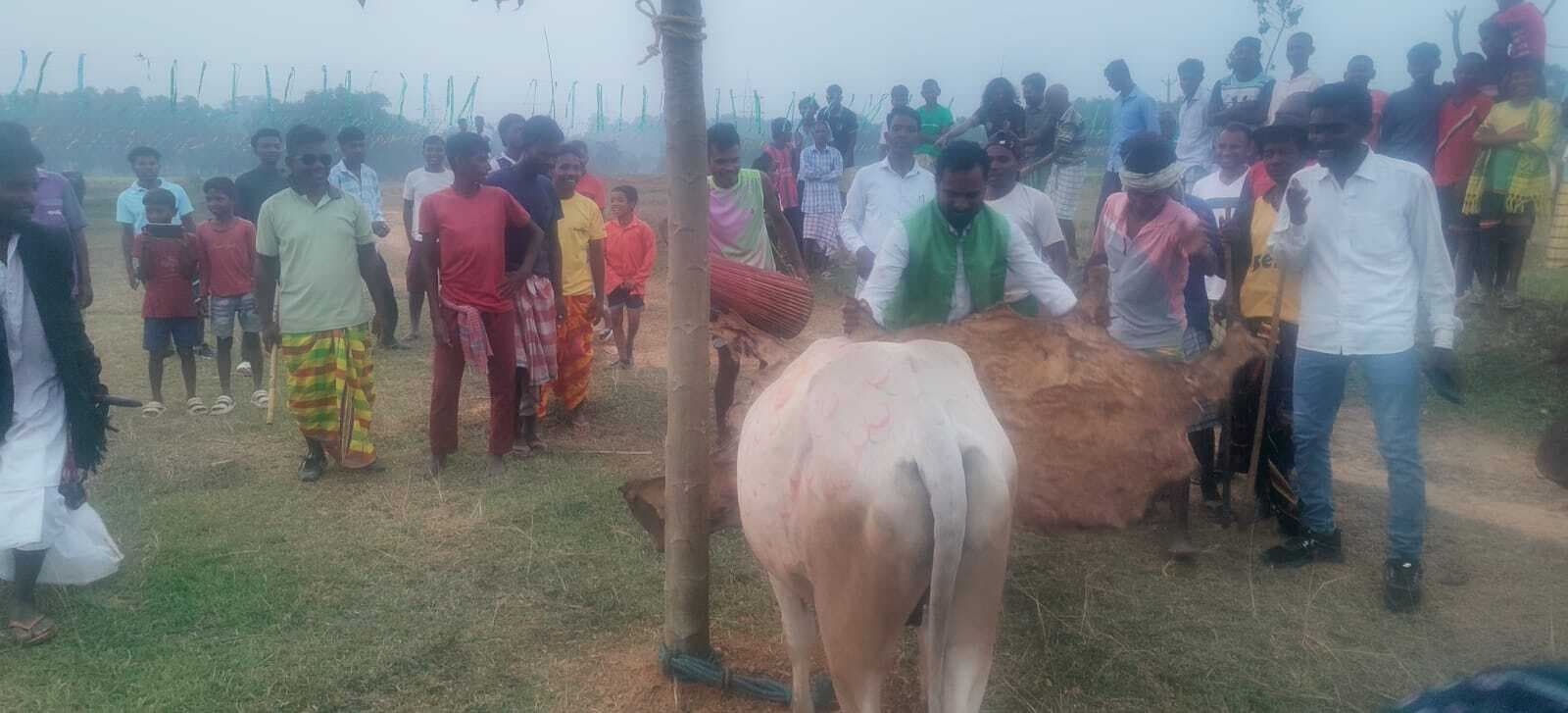 Seraikela Kharsawan News : झारखंड में ग्रामीण जीवन का अभिन्न हिस्सा हैं बैल व भैंस