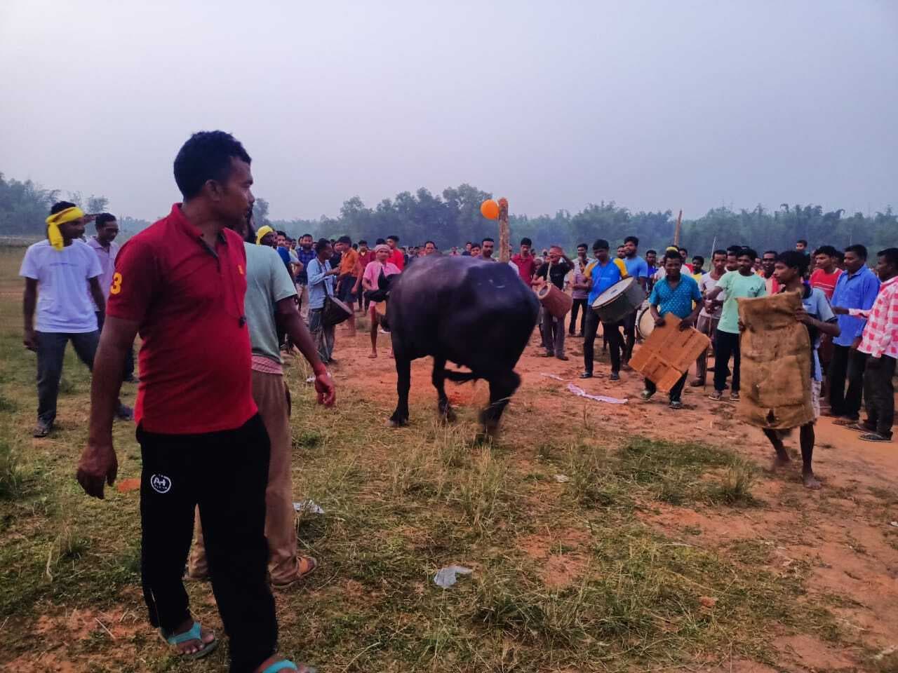 East Singhbhum News : पाकुड़िया में मना गोरू खुंटाव बैल के साथ किया नृत्य