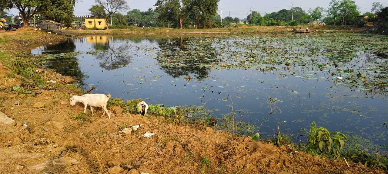 हंसडीहा के मुख्य छठ घाट खिजरा पोखर की स्थिति बदहाल