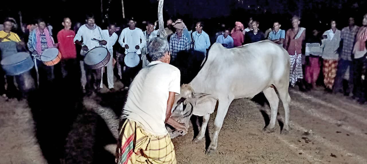 Seraikela Kharsawan News : संस्कृति व पशुधन के सम्मान का प्रतीक है गोरू खुंटाव