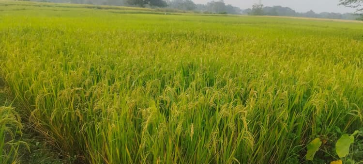 East Singhbhum News : पटमदा : धान की फसल पककर तैयार, किसान उत्साहित