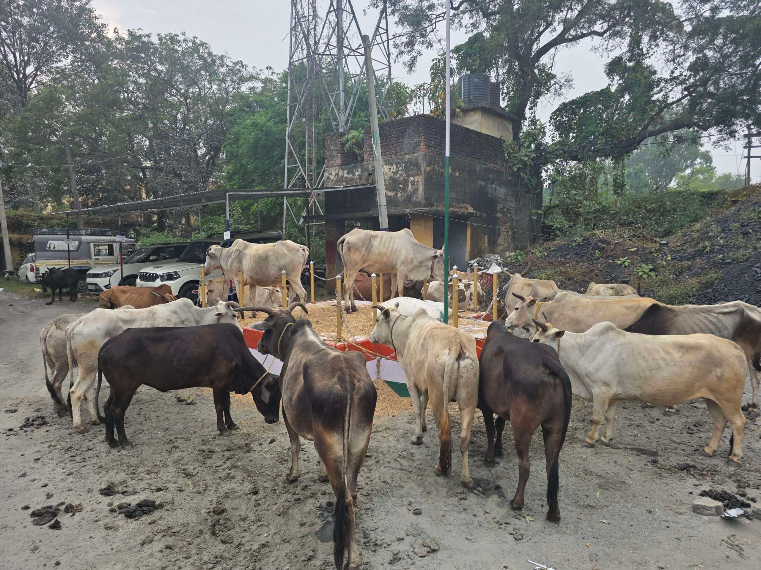 Giridih News: डुमरी पुलिस ने 26 गोवंशों को कराया मुक्त, दो तस्करों को दबोचा